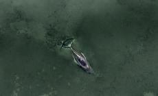 La megattera nel Baltico ancora in agonia, fra le proteste