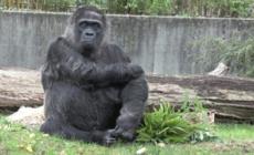La&nbsp;gorilla&nbsp;piu' vecchia del mondo compie 69 anni