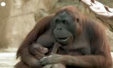 Allo zoo di Madrid e' nato un cucciolo di orango del Borneo