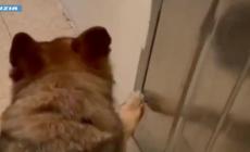 "Condominio della droga" a Roma, l'agente Nelly fiuta 12kg di stupefacenti