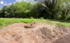 Resti di 50 neonati e 6 adulti ritrovati in un cimitero di Trinidad e Tobago