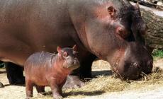 Colombia, stop al piano per abbattere gli ippopotami di Escobar