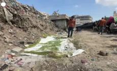 Gaza, causa carenza di tabacco si fumano sigarette fatte con foglie di molokhia