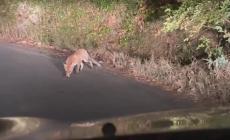 Una  volpe  ha trovato casa  vicino all'albergo abbandonato a Tabiano- Video 