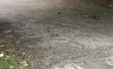 Strada Budellungo: i topi banchettano per strada, tra i gelsi. La rabbia dei residenti - Video
