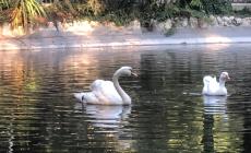 «Il cigno Pippo sta male, lasciatelo tranquillo»