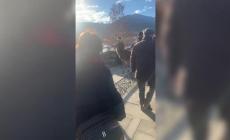 La cerbiatta sul ponte che non ha paura degli "umani"- Il video