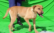 Cani da adottare - Foto 