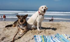 Riccione: bagni in mare per i cani in tre spiagge libere (in fasce orarie)