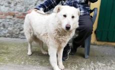 Appello per la dolce Laika 