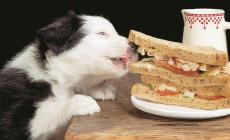 Fitness  anche per Fido: esercizio e ciotola leggera
