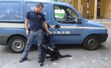 Il fiuto di Jago incastra il pusher e lui aggredisce i poliziotti in casa: arrestato