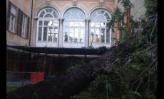 Un albero  si &egrave; abbattuto sui padiglioni dell'ospedale di Genova