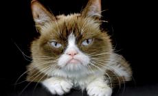 E' morto Grumpy Cat