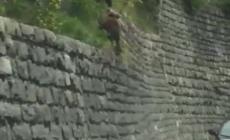 Orsetti scalatori attraversano la strada in Trentino - Video