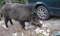 Troppi cinghiali a Genova : "licenza di uccidere" alle guardie venatorie