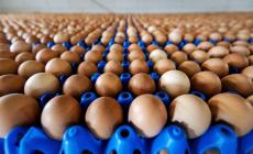 L'influenza aviaria fa impennare il prezzo delle uova, +22% in Europa e +44% negli Usa