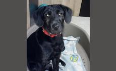 Appello per il dolce Thor