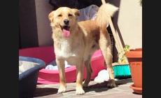 Cani da adottare - Foto