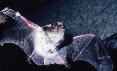 Bat Night: la notte dei pipistrelli