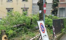 'Baganzola, un altro ramo caduto sul marciapiede'