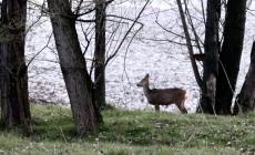 Un capriolo in città, sul Lungoparma