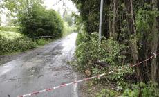 Maltempo in città: albero caduto in stradello Lusignani. E la Parma è voladora - Foto