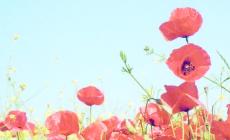 La ricetta 'green' - Polpette ai semi di papavero 