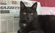 Il gatto pi&ugrave; bello di Parma: i finalisti