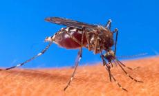 Salgono a 80 i casi Chikungunya nel Modenese, anche 11enne