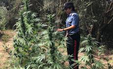 Marijuana dalla Spagna all'Italia in decine di trolley, arresti