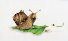 "Caos in Cortile", le tavole dell'illustratrice Paola Garilesi 