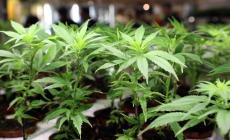 Cannabis, uno studio (anche) parmigiano: negli shop facile superare la dose consentita