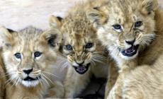 Arrestato con due leoncini in valigia