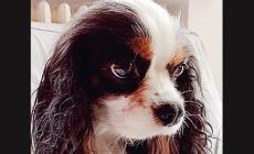 Cani da adottare - Foto