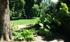 Parco Ducale, è caduto un grosso ramo