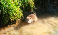 Una nutria curiosa a Panocchia