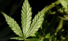 Bambina ingerisce marijuana: è in coma farmacologico a Cosenza 