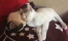 Poldo e Olivia, due dolci gattini