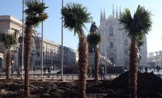 Bruciate nella notte tre palme di Piazza Duomo