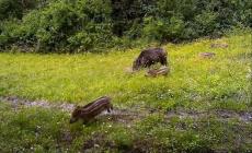 Cambi di muta, lupi e cuccioli: quanto è affollato il bosco (in videotrappola)