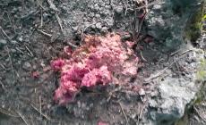 Bocconi avvelenati al Parco dei Cigni a Salso: cane salvato in extremis