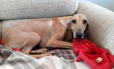 Cani da adottare - FOTO