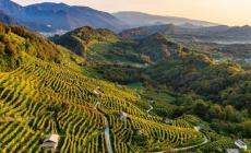 Caldo, i vigneti resistono ma è incognita per la vendemmia