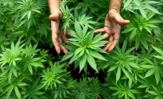 La cannabis si fumava in Cina gia' 2500 anni fa