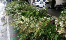 Grosso ramo caduto in strada: chiusa per un'ora via Gramsci