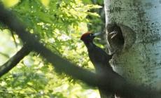 La prima volta del picchio nero in Valceno