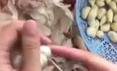 Sbucciare l'aglio in pochi secondi senza sporcarsi le mani. Milioni di clic - Video