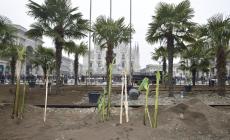 Accanto alle palme anche i banani in piazza Duomo 