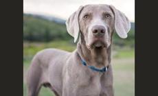 Cani da adottare: foto 